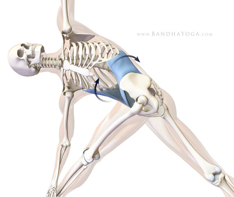 obliques in revolved triangle pose
