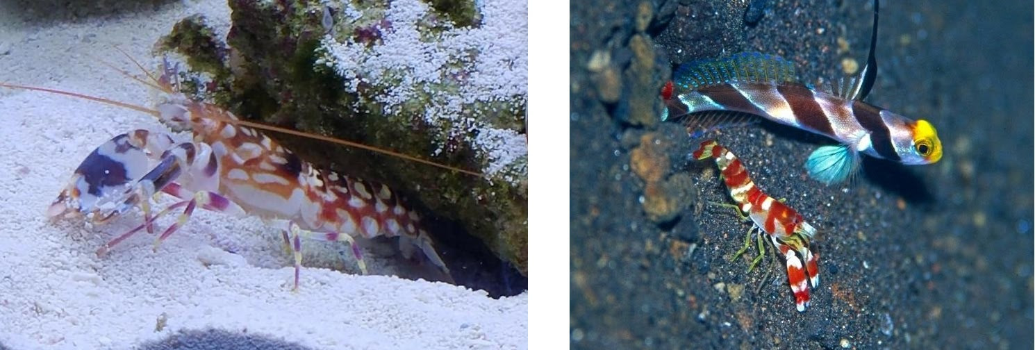 ハゼと共生するテッポウエビ 海のエビのアクアリウム