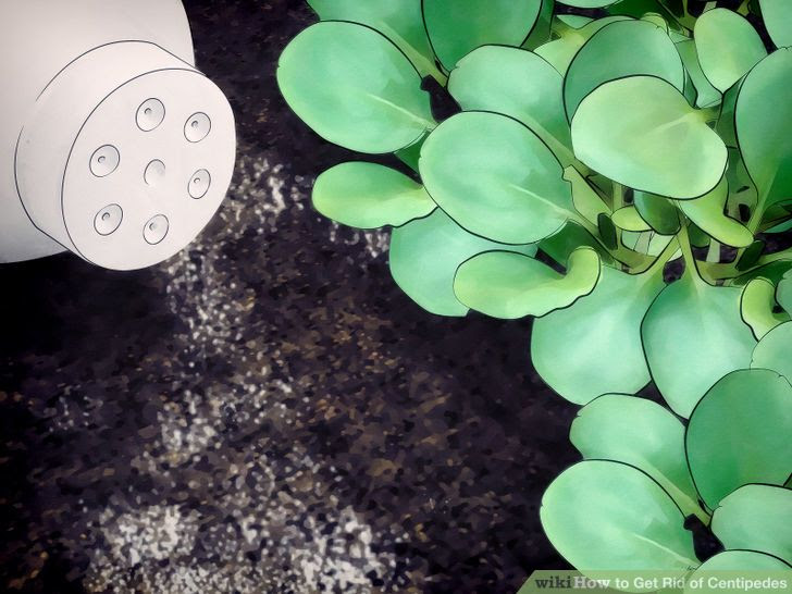 Get Rid of Centipedes Step 3 Version 2.jpg