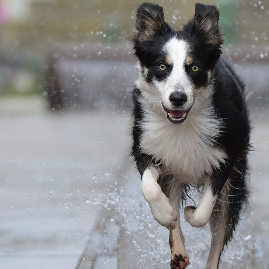 人気犬種だけど 飼うのが難しいといわれる犬種7選