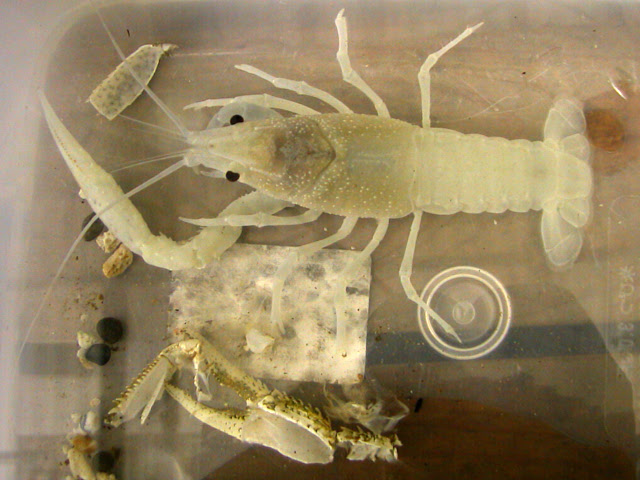 初救出 脱皮失敗ザリガニ たるうさとは 楽天ブログ