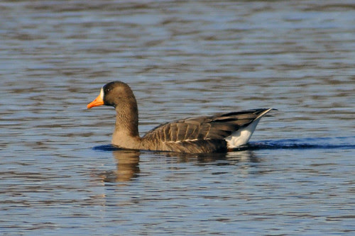 greater white fronted goose Sharon five 3 17 2011