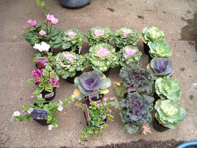 パンジー ビオラ ゆきゆきの そよ風情報 楽天ブログ