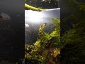 √100以上 水槽 アオコ 原因 139916-水槽 アオコ 原因