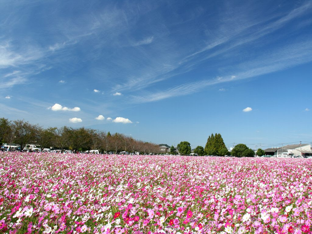 花の壁紙 コスモス