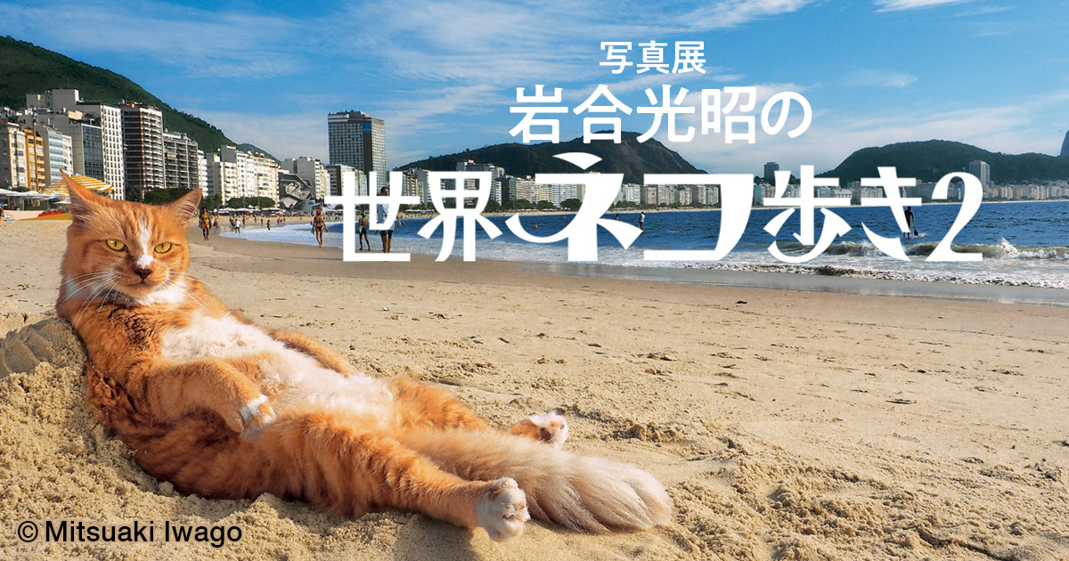 岩合光昭公式サイト 動物写真家 岩合光昭 オフィシャルサイト Iwago
