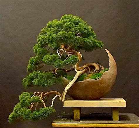 Apabila ada kelembapan untuk waktu lama, jamur bahkan dapat terbentuk dan … 13 Teknik dan Cara Menanam Bonsai Ala Jepang Terbukti Ampuh!