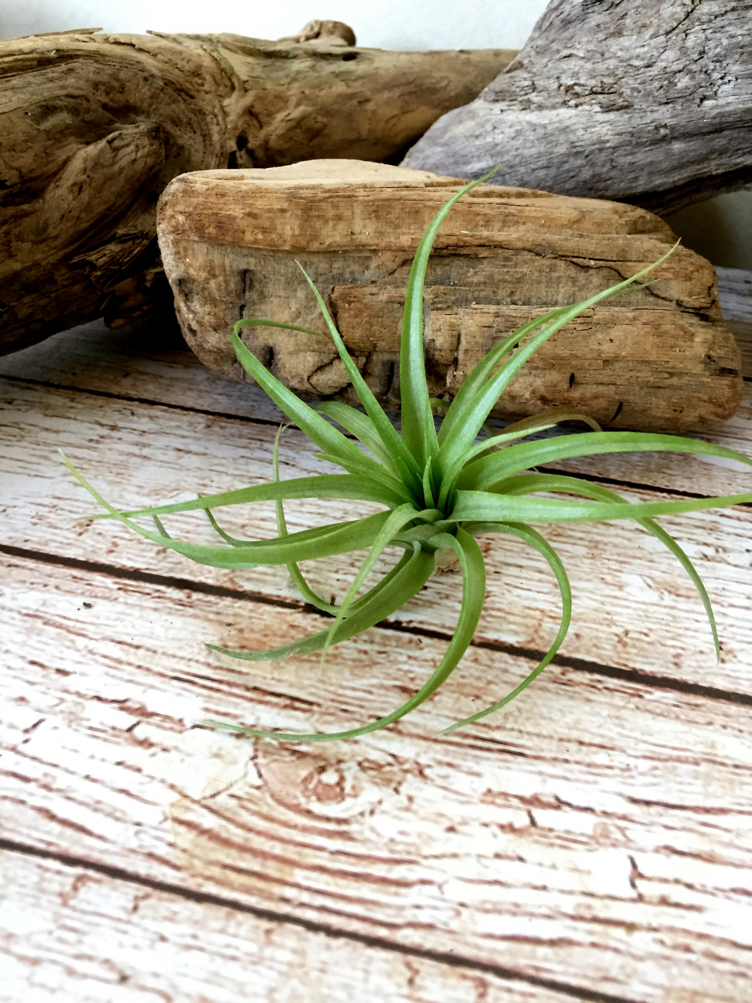 チランジア ブラキカウロス Tillandsia Brachycaulos 育て方 図鑑 Frontier Plants フロンティアプランツ