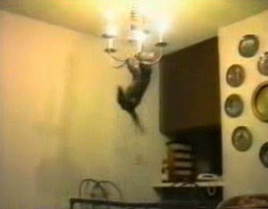 Funny Cat Videos