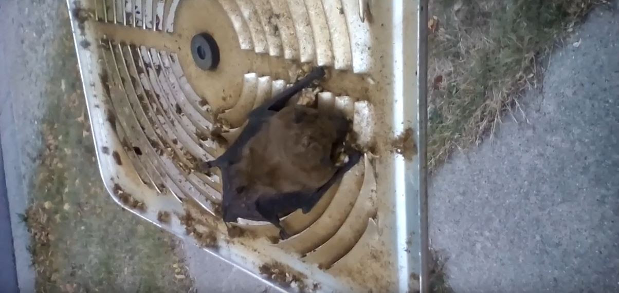 How To Kill A Bat