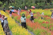 Inspirasi Terbaru Taman Bunga Celosia Garden Kabupaten Aceh Jaya Aceh