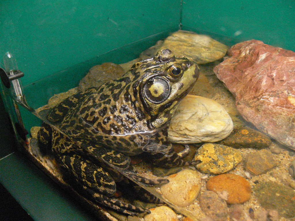 ウシガエル 食用ガエル ショクヨウガエル 動物図鑑 動物写真のホームページ