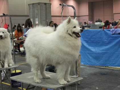 スピッツ Retyのマターリ犬バカな日々