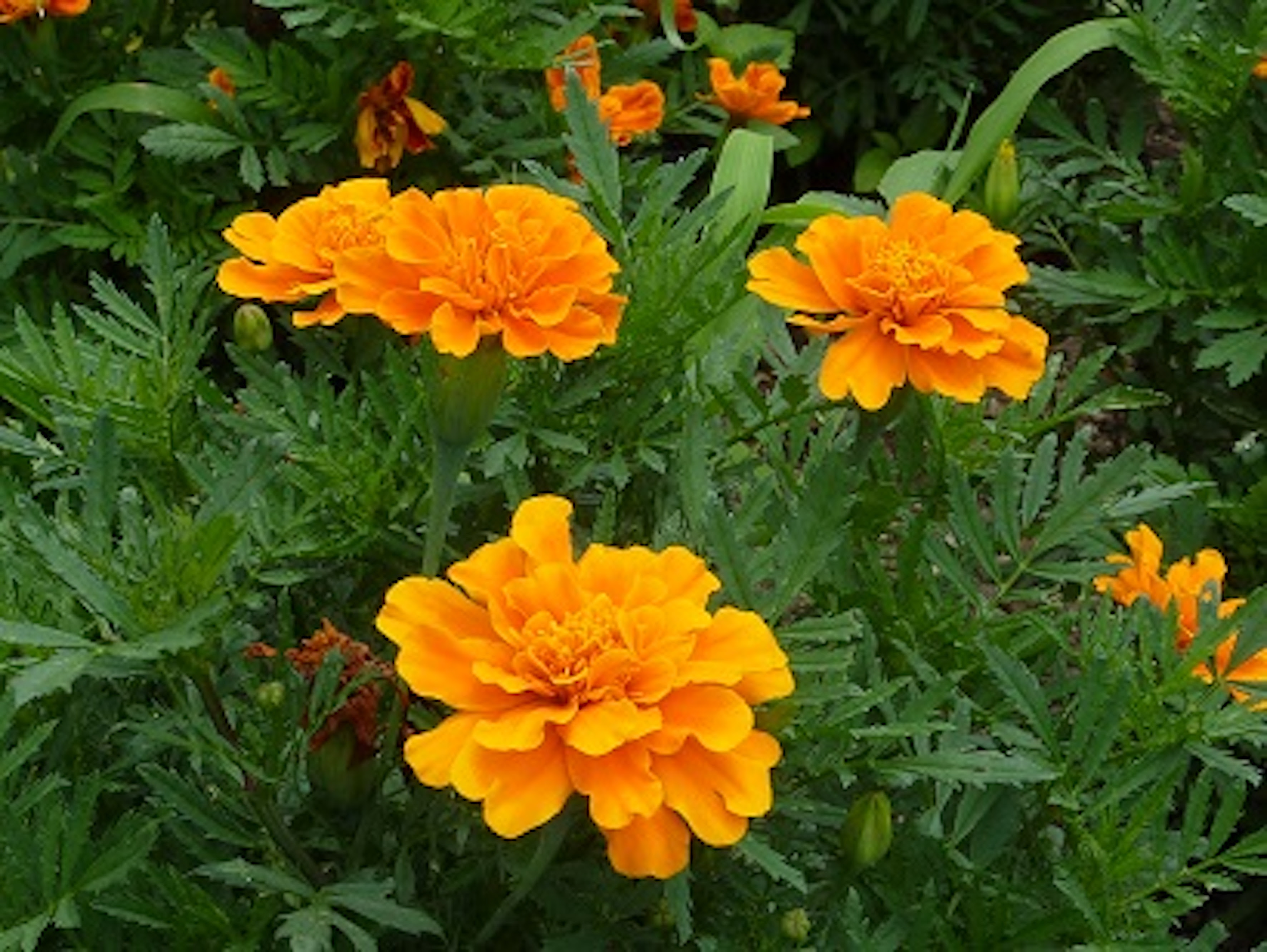 マリーゴールドの花壇植えで相性がいい花とは 植物navi