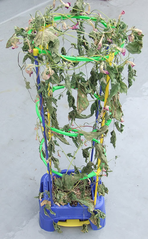 あさがおのツルでリース作り