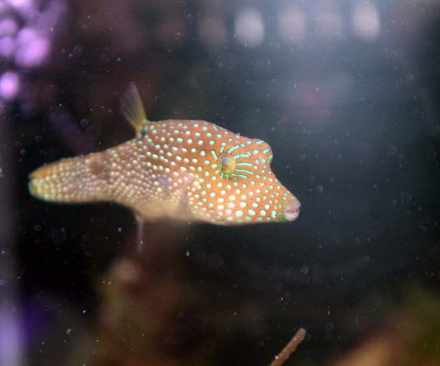 フグや ハリセンボンを飼育してみよう くまぱぱのブログ
