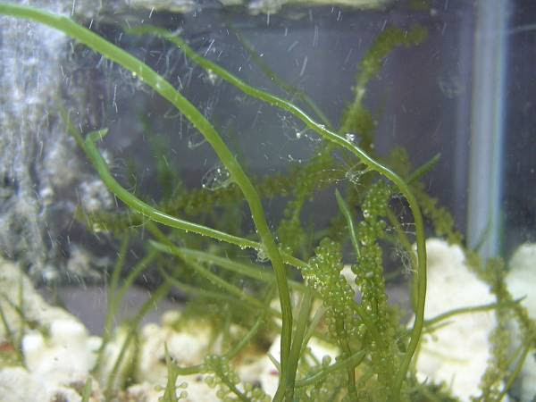 海ぶどうを水槽で育てると 海ぶどう専門店 店長日記