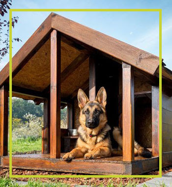 Mister Pet | Online Pet Supplies, Accessories, Pet House ...