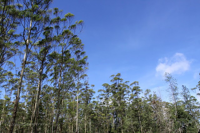 IMG_2849hutan