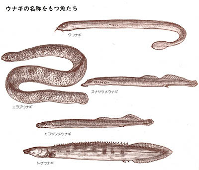 登亭 Noboritei うなぎの世界 世界に18種あるウナギ