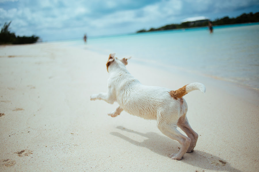フリー写真 砂浜を駆ける犬でアハ体験 Gahag 著作権フリー写真 イラスト素材集