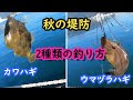[最も人気のある！] ウマヅラハギ カワハギ 種類 288911