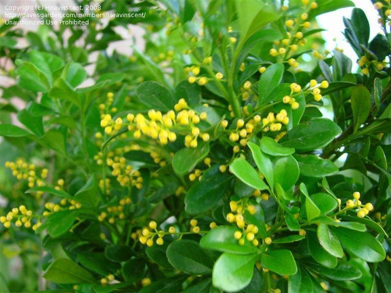 PlantFiles Pictures: Chinese Perfume Plant, Chinese Rice Flower, Mock Lemon (Aglaia odorata) by 