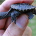 Alligator Turtle Oklahoma / The oklahoma city zoo recently welcomed 11 young alligator snapping turtles to the children's zoo to help the vulnerable species survive in .