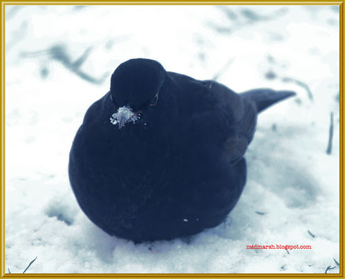Blackbird in the Snow