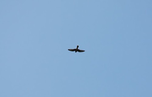 Hobby