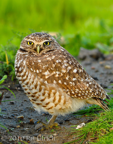 Western Burrowing Owl