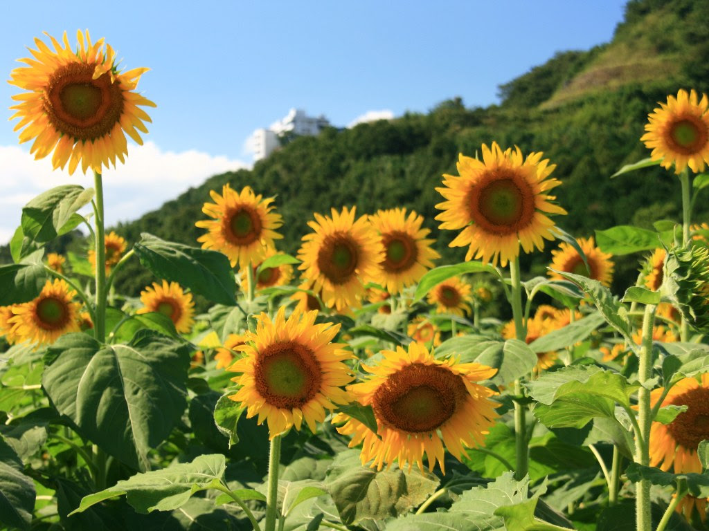 花の壁紙 ひまわり ヒマワリ