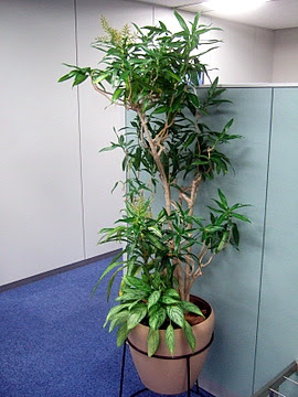 2月26日 ソングオブ ジャマイカに花 蕾状態 を発見 貸し植木の仕事中 園芸ブログ 岐阜の観葉植物レンタル 岐阜のグリーンレンタル 販売 片桐園芸
