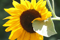 sunflower 048