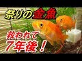 [新しいコレクション] 金魚 すくい 金魚 種類 151209-金魚すくい 金魚 種類