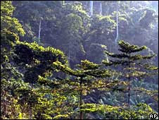 Rainforest in Kakum National Park, Ghana