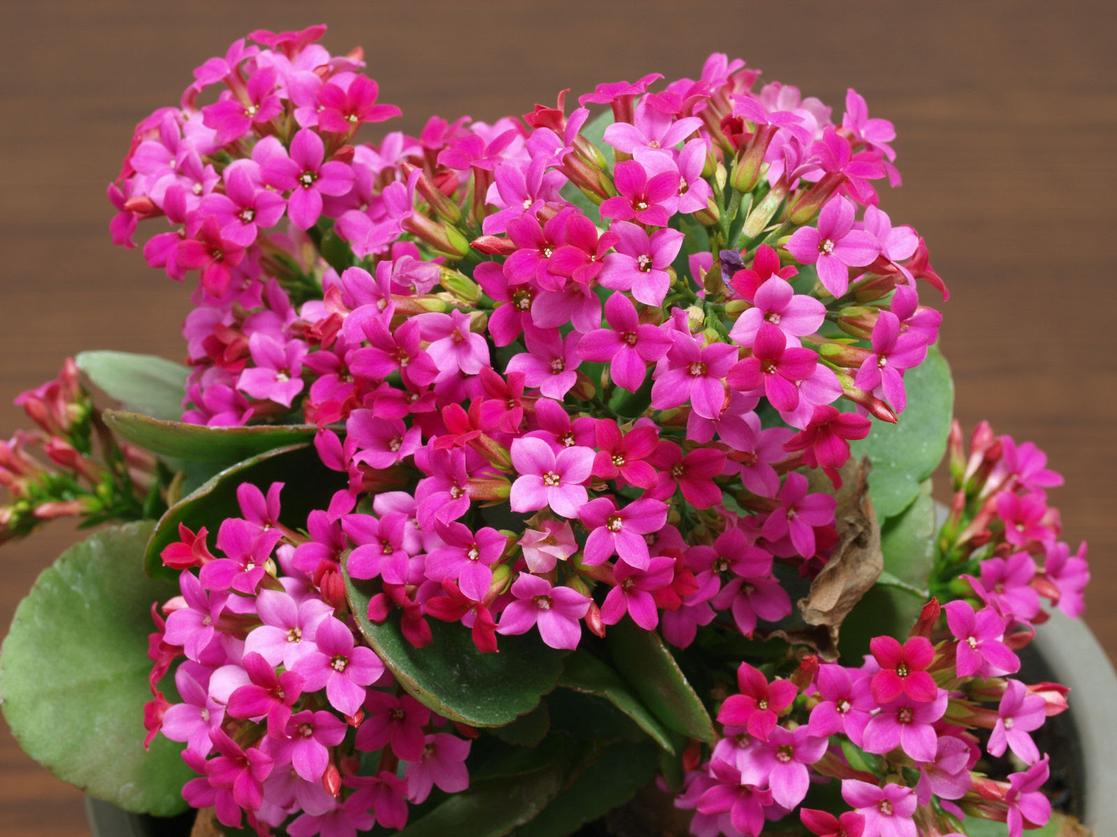 ミリオンスターの花など