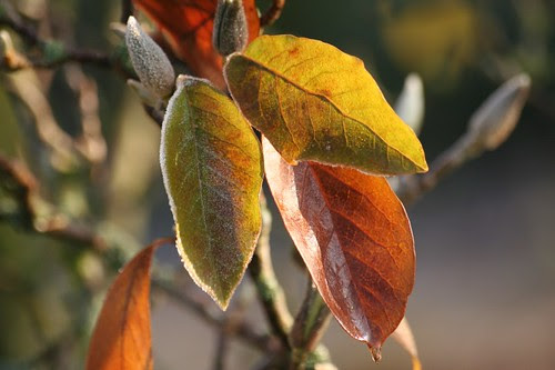 magnolia tree leaves. magnolia tree leaves.