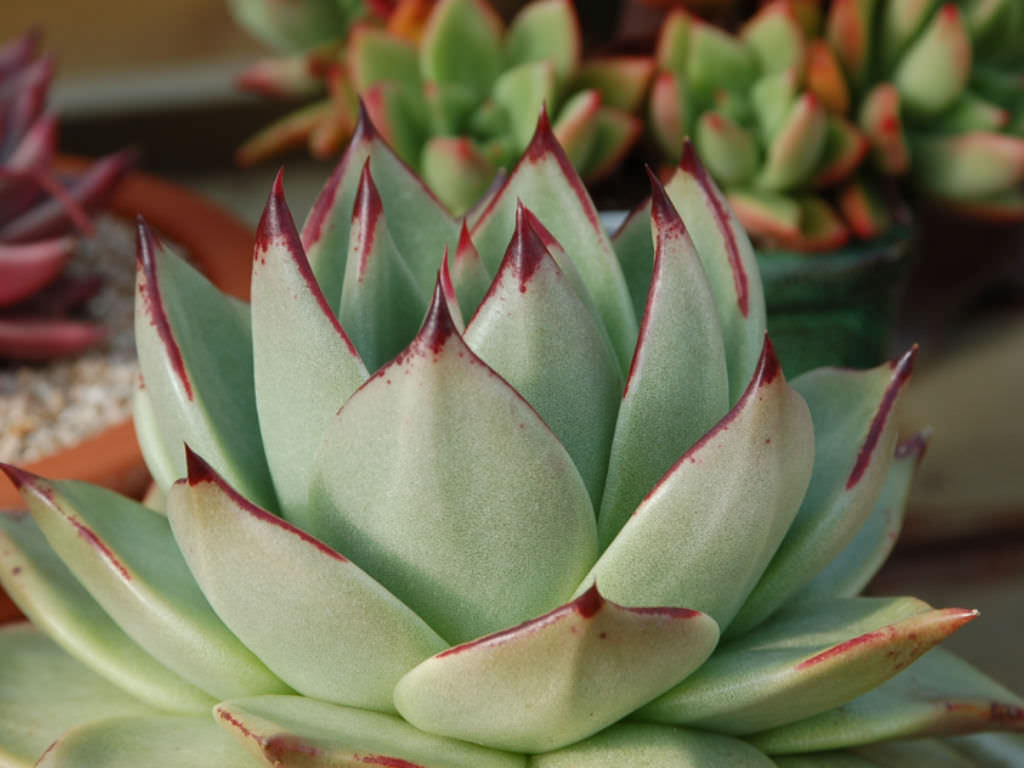 Echeveria Agavoides Maria Wax Agave World Of Succulents