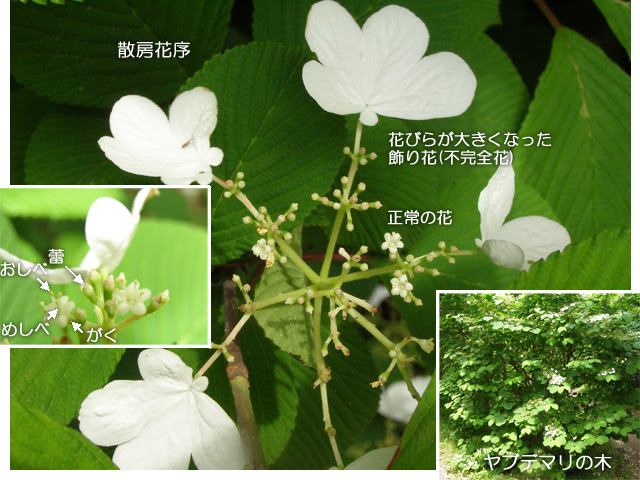 科学技術館メールマガジン 自然と友だち
