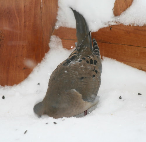 head in snow