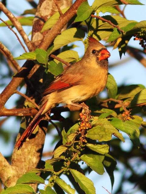 Northern Cardinal female eating Trema berries 2-20131011