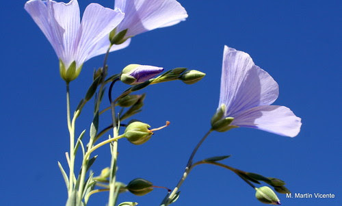 Flores del lino