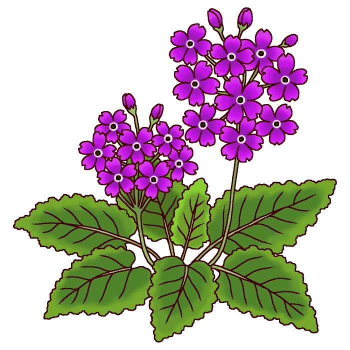 サクラソウ 桜草1 6 春の花 花イラスト お花と季節のお礼状