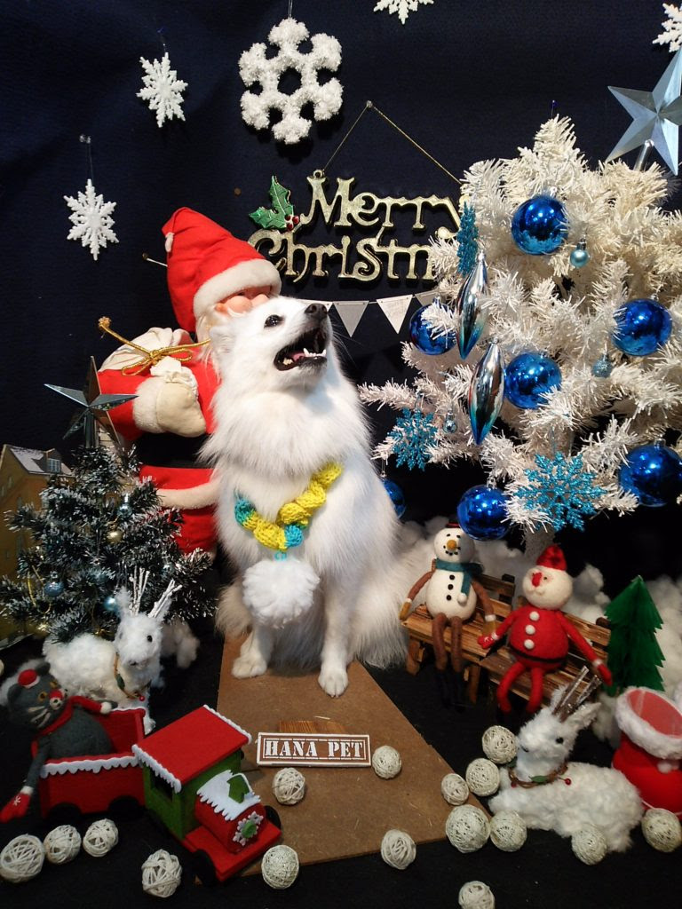 セルフ撮影スタジオ 新背景 お正月 クリスマス 札幌北区ペットショップ ハナペット Hanapet
