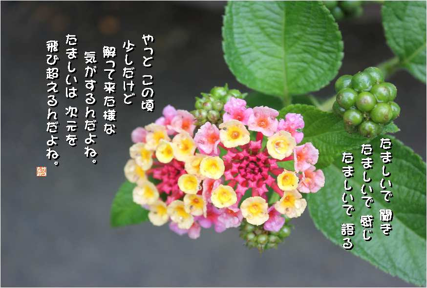 No 443 ランタナ 花言葉 協力 合意 厳格 確かな計画性 なおかつ フォトエッセイ