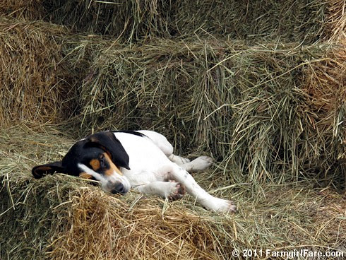 Bert in weekend recovery mode 1 - FarmgirlFare.com