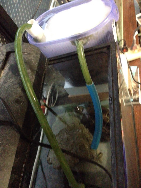 亀の水槽 自作した外部濾過器 その後 J Kingの独り言