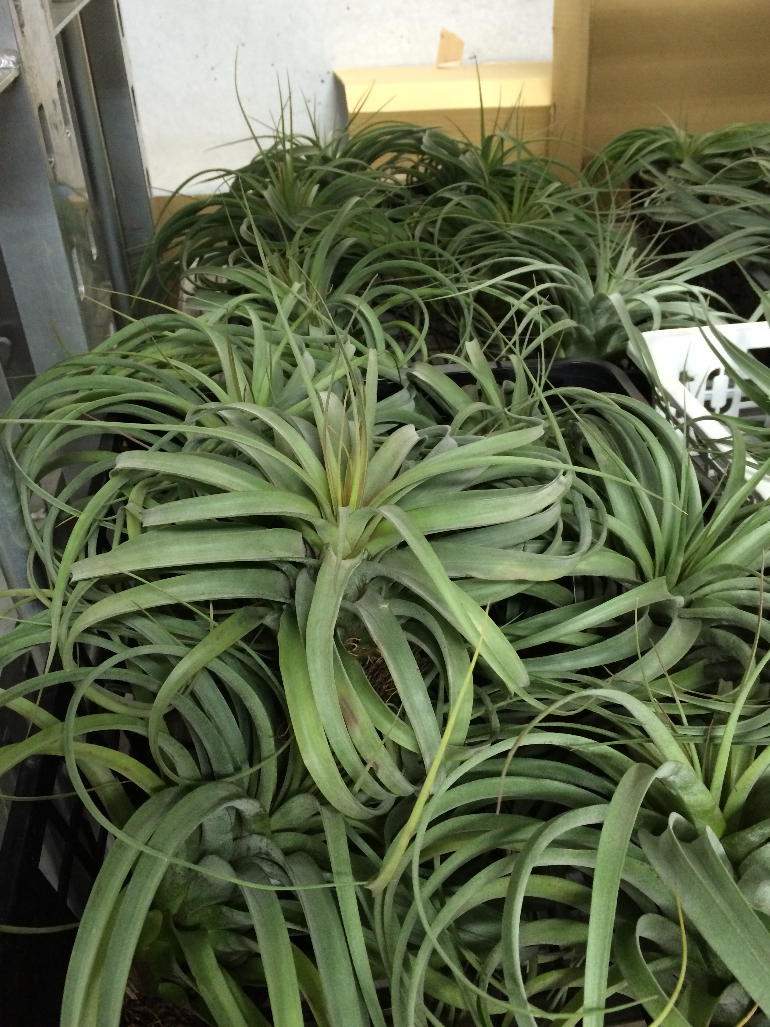 エアープランツ大量入荷 花市場の仲卸 大森花卉 おおもりかき