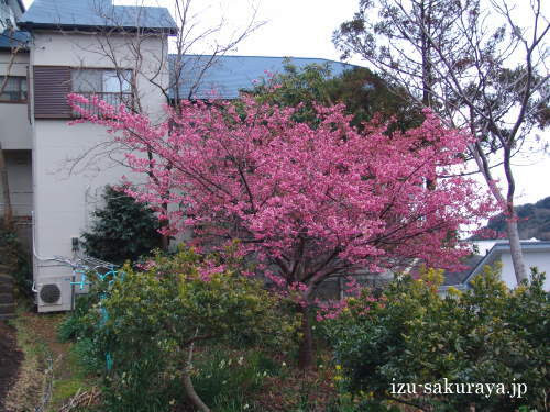 河津桜 種から育てる 実生の桜 の育て方 下田 白浜海岸 ペンション桜家
